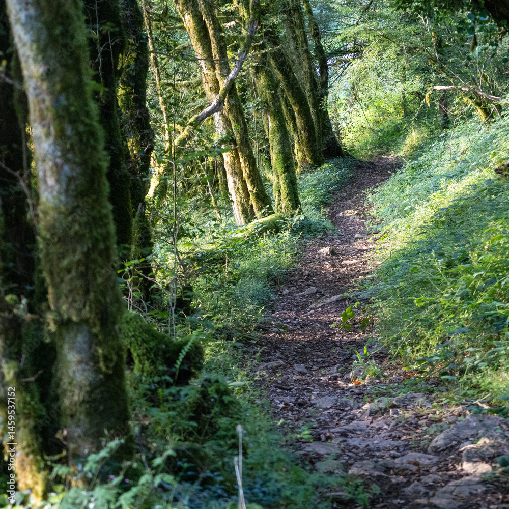 Obraz premium sentier forestier, chemin de randonnée en forêt