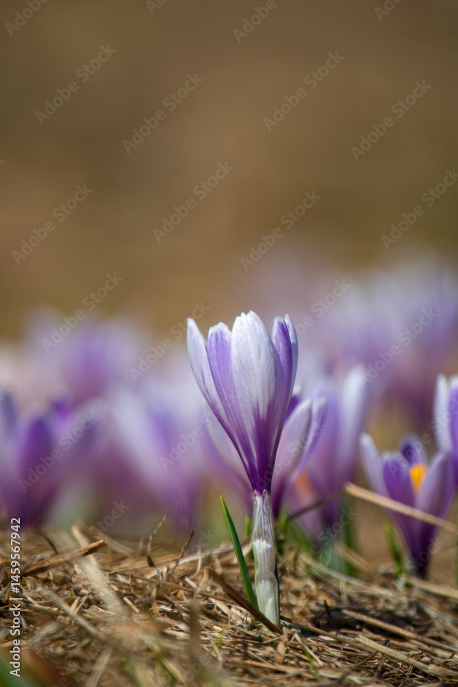 Fototapeta premium crocus flower on a mountain meadow at a spring day