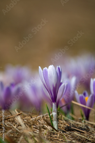 crocus flower on a mountain meadow at a spring day