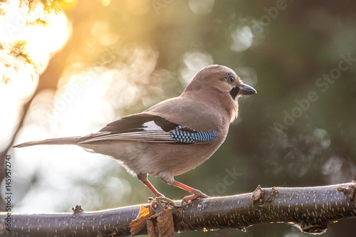 sójka zwyczajna (Garrulus glandarius) siedzi na gałęzi
