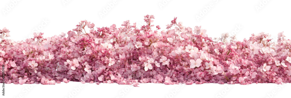 Obraz premium Cherry Blossom Valley In Full Bloom Ultra isolated on a transparent background