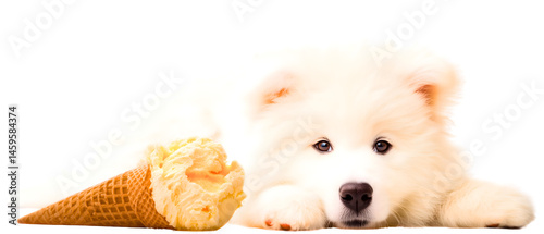 white pomeranian / samoyed dog isolated next to vanilla icecream isolated over transparent (white) background photo
