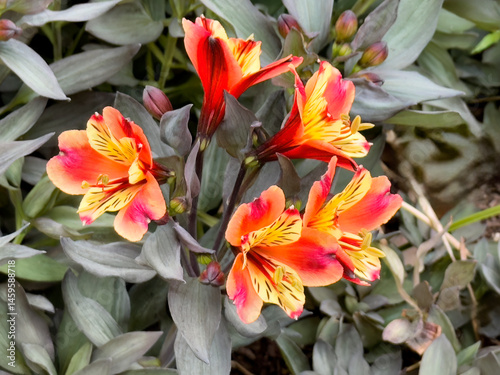 Filled frame background of yellow and orange flowers in full bloom during late spring