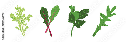 Salad leaves. Fresh green lettuce leaves, parsley, watercress, arugula and radicchio, healthy organic vegetable salad mix ingredients. Vector flat set