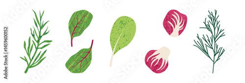 Salad leaves. Fresh green lettuce leaves, dill, watercress rosemary, radicchio, spinach, healthy organic vegetable salad mix ingredients. Vector flat set
