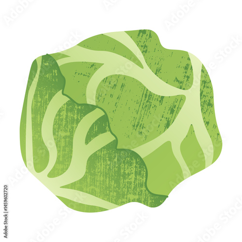 Cabbage icon. Cartoon white cabbage vegetable, organic farm product, healthy vegan food, green cabbage cooking ingredient. Vector flat isolated illustration