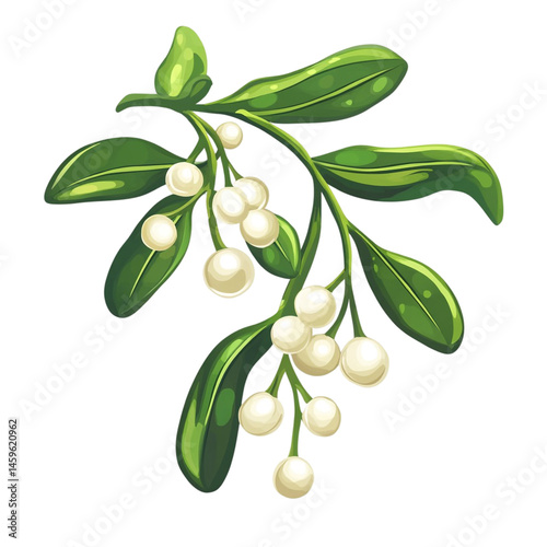 mistletoe sprig green leaves white berries
