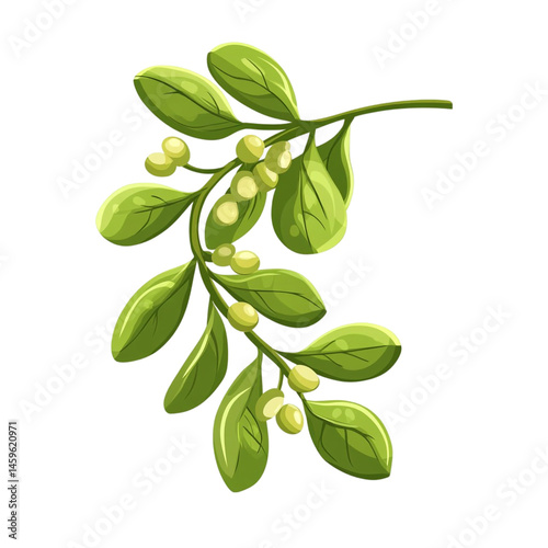 green branch berries leaves botanical