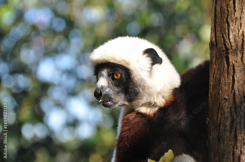 Fototapeta premium Coquerel's sifaka lemur on the island of Madagascar