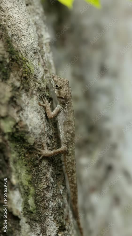 Tan Anole Lizard clinging vertically to tree trunk with textured bark in natural outdoor setting Tan Anole Lizard clinging vertically to tree trunk with textured bark in natural outdoor setting