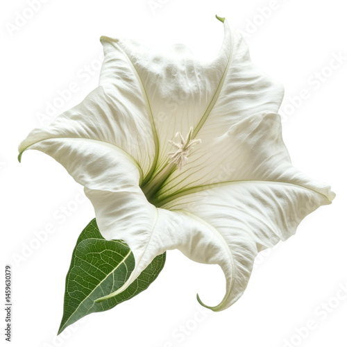 Obraz na płótnie White angel trumpet flower with green leaf isolated on black background w salonie