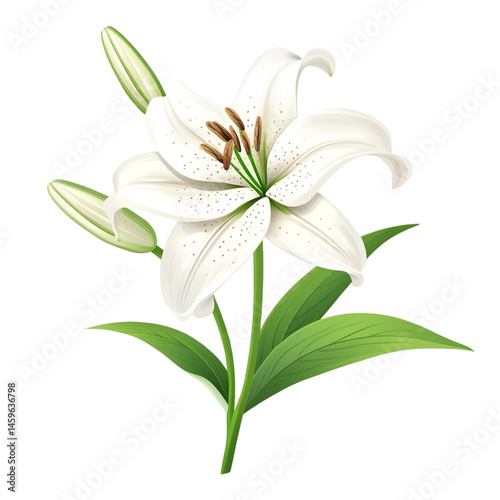 Obraz na płótnie elegant white lily flower bloom w salonie