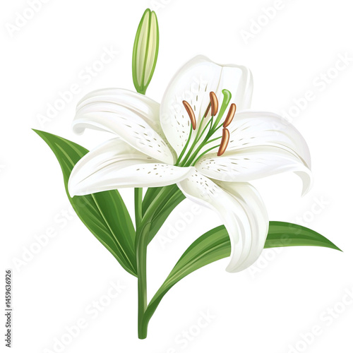 Obraz na płótnie elegant white lily flower bloom w salonie