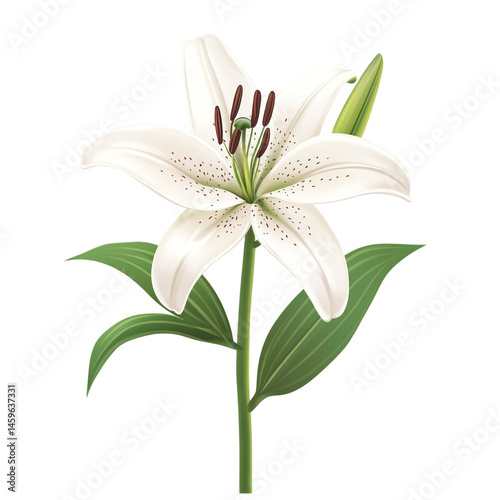 Obraz na płótnie elegant white lily flower bloom w salonie