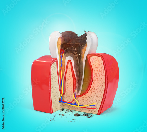 Human tooth structure. Cross section scheme representing tooth layers enamel, dentine, pulp with blood vessels and nerves, cementum and structures around it. 3d illustration.