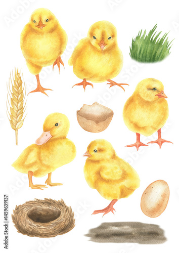 Watercolor set of chickens and ducklings