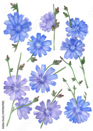 Watercolor set of chicory flowers