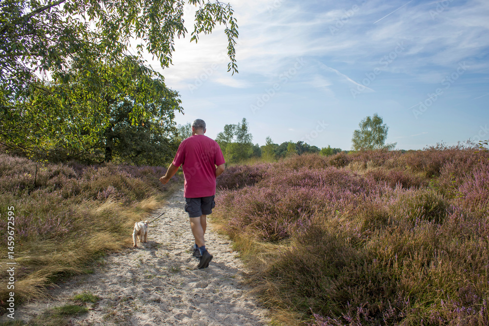 man and his dog in Heathland in National Park Maasduinen in the Netherlands