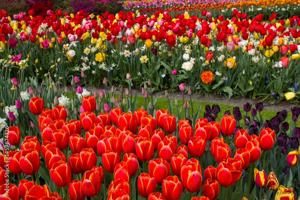 spring flowers in Keuhenhof in the Netherlands