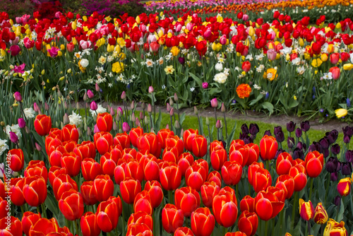 Obraz na płótnie spring flowers in Keuhenhof in the Netherlands w salonie