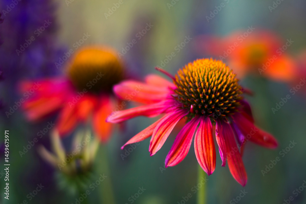 echinacea - coneflowers in the garden - close up
