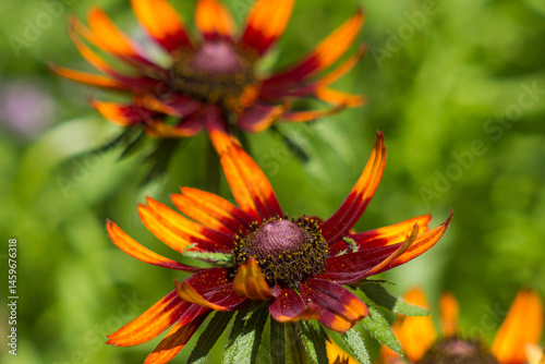 rudbeckia flowers in the garden - close up