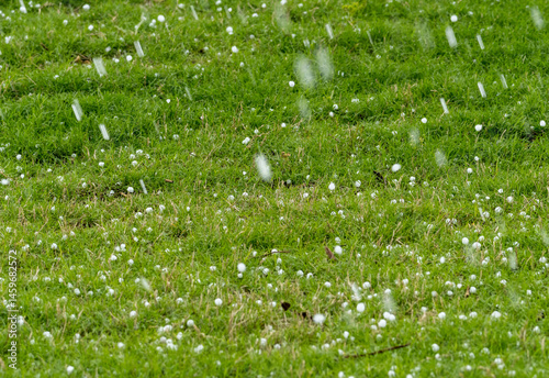 Canvastavla A close-up shot of hailstones scattered across a vibrant green grassy lawn during a storm