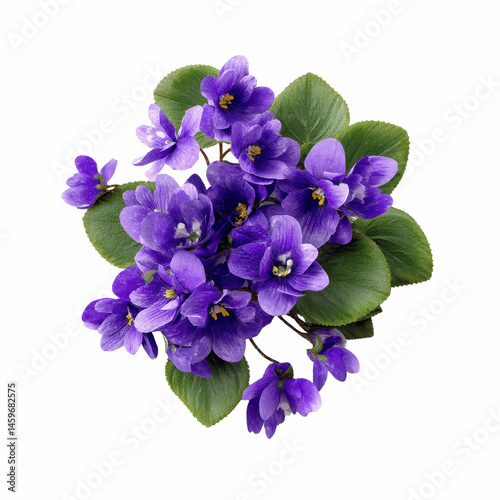 Obraz na płótnie Vibrant Purple African Violets in Full Bloom