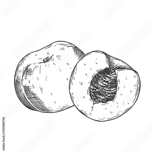 Hand drawn sketch style peach fruit. Ripe whole peach and peach quarter. fresh farm fruits vector illustration.