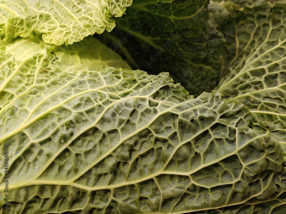 Fototapeta premium Texture, leaf of a collard greens