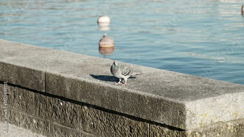 Two city pigeons sit and walk relaxed on a stone wall by the water, surrounded by a quiet and sunny environment.
