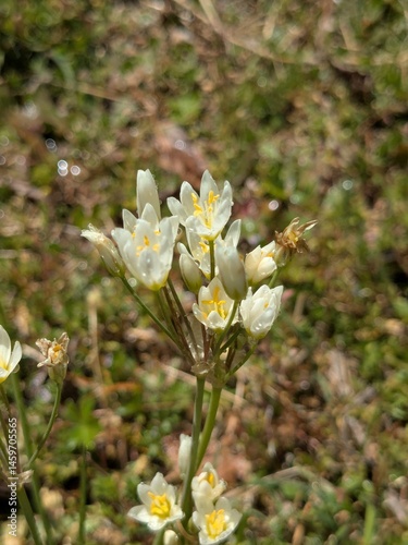 white wildflowers