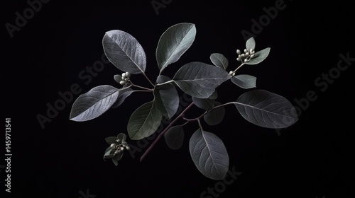Obraz na płótnie Delicate, muted green leaves and small berries arranged on a black background. Soft, muted tones create a tranquil aesthetic w salonie