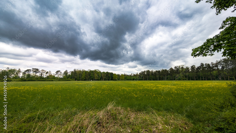 Wildflower field under dramatic spring sky, Germany..