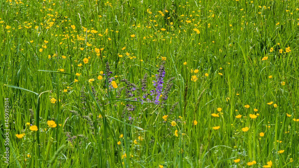 Close-up of meadow flowers with purple salvia and buttercups..