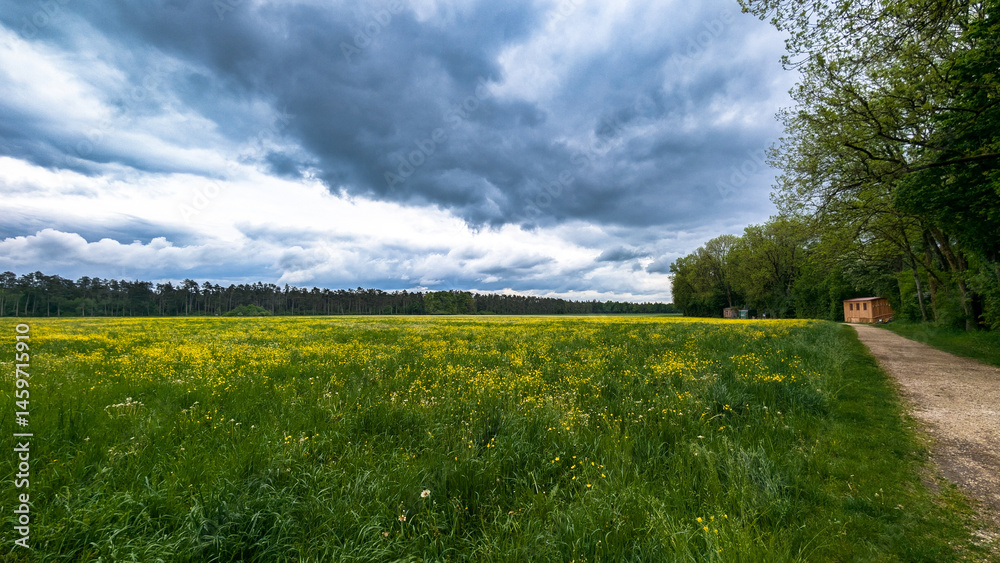 Dramatic spring sky over buttercup meadow and forest edge, Germany..