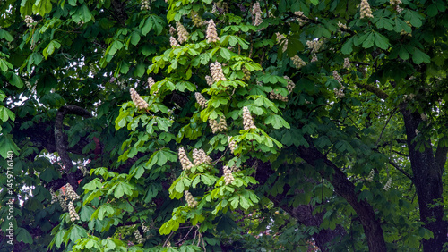 Blooming horse chestnut tree in spring, close-up of foliage and flowers..