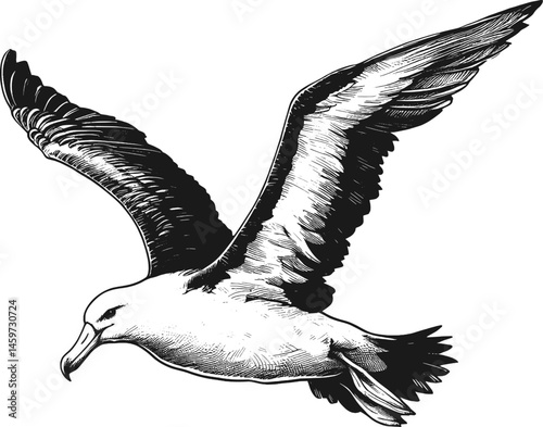 Soaring Albatross – Detailed Black and White Sketch linework sketch hand drawn pen drawing vector illustration background