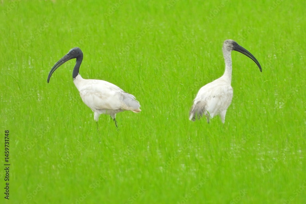 Fototapeta premium Two White Ibises Foraging in Lush Green Rice Paddy Field