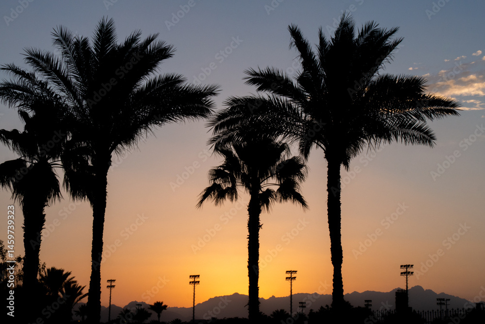 Obraz premium Palm Tree Leaves in Sunset Background
