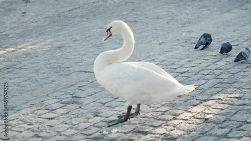 A majestic white swan spreads its wings as it stands by the water, surrounded by other swans.