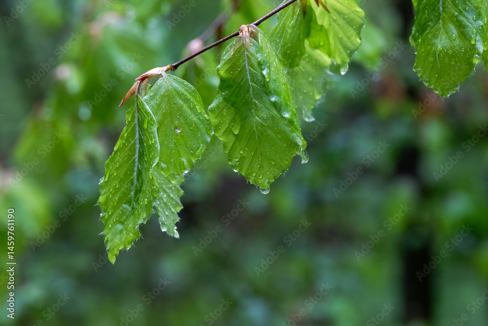 Close-up of beech leaves with raindrops, fresh spring green, Germany..