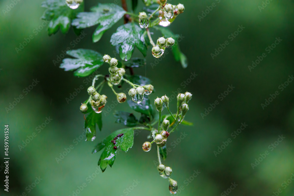 Hawthorn buds with raindrops, close-up, Germany..