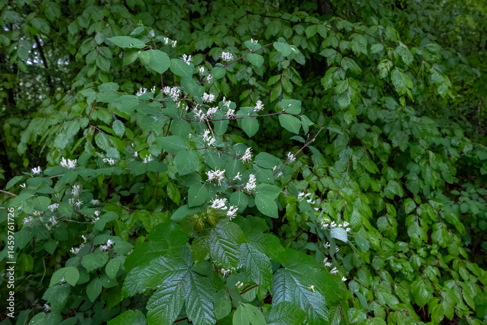 Wild honeysuckle shrub with white flowers in wet forest, Germany..
