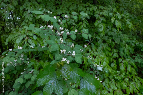 Obraz na płótnie Wild honeysuckle shrub with white flowers in wet forest, Germany.. w salonie