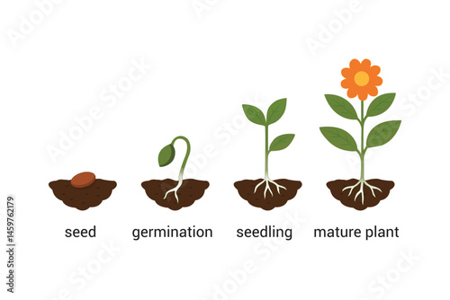 vector silhouette of plant growing process illustration	

