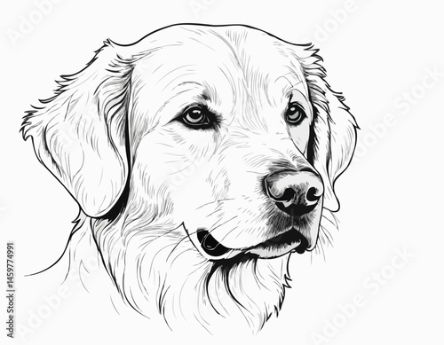 Intricate Line Drawing of a Golden Retriever Head, Detailed Vector Illustration Ideal for Breed-Specific Merchandise.