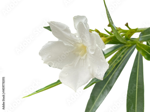 lily of the valley Oleander, Sweet Oleander, Rose Bay, White, green, leaves, flowers, water drops, dew