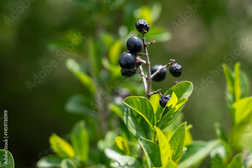 Common privet, branches of common privet