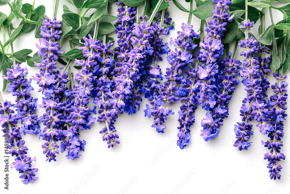Fleurs de lavande sur fond blanc